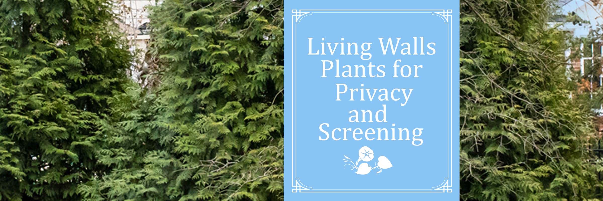 Living Walls Plants for Privacy and Screening