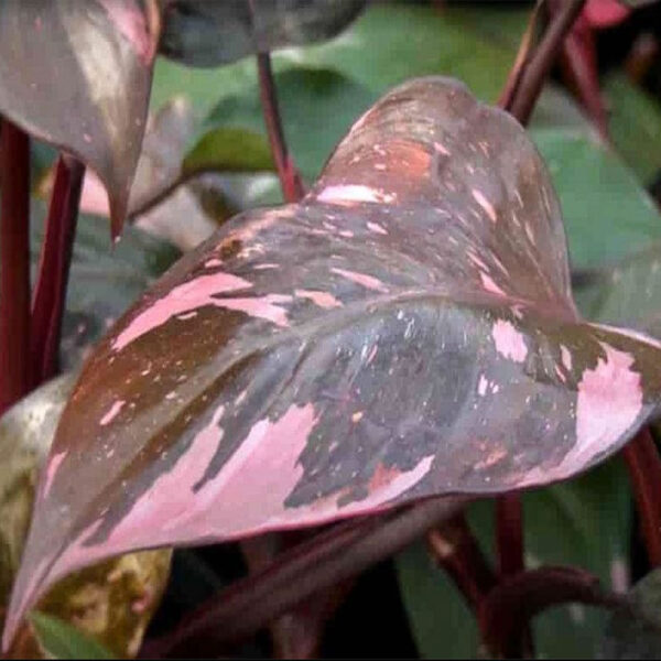 Find Philodendron Pink Princess find at Sugar Creek Gardens