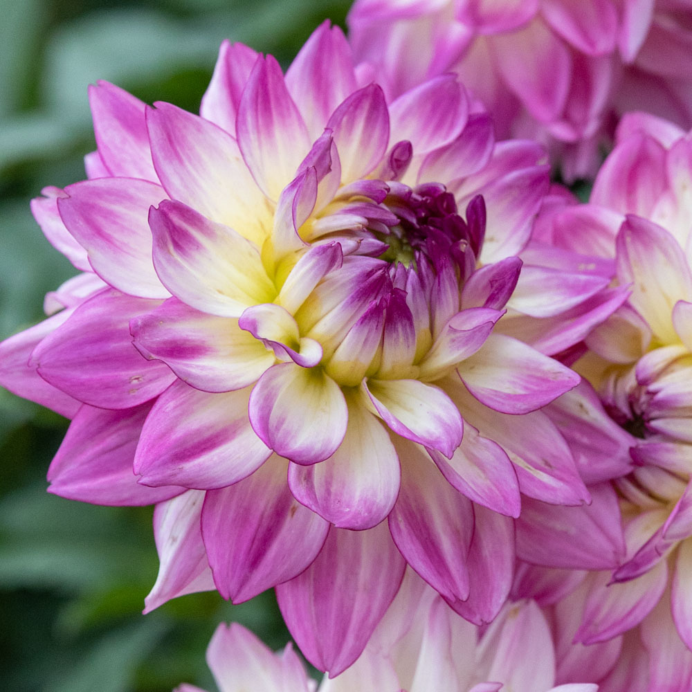 Dahlia 'Double Shine