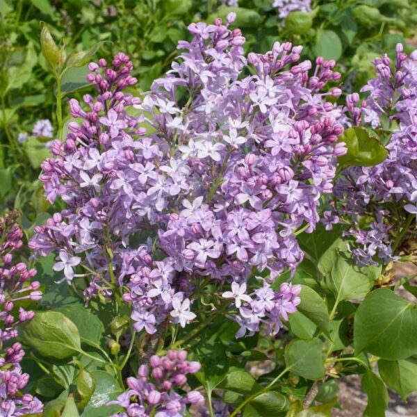 Syringa New Age Lavender Lilac