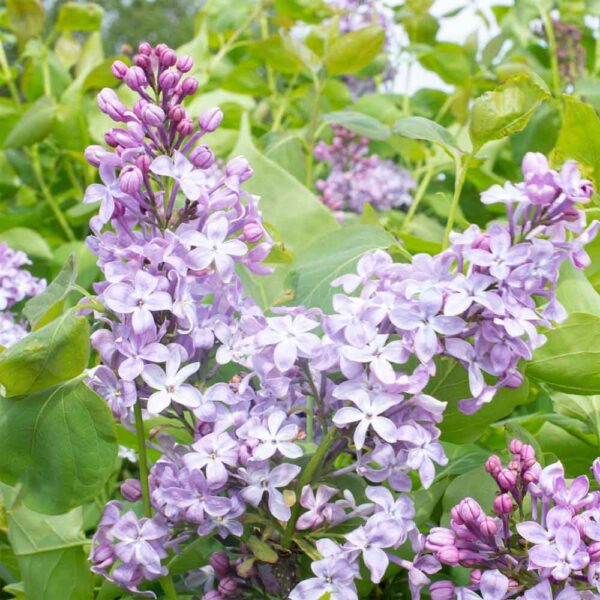 Syringa – New Age Lavender Lilac