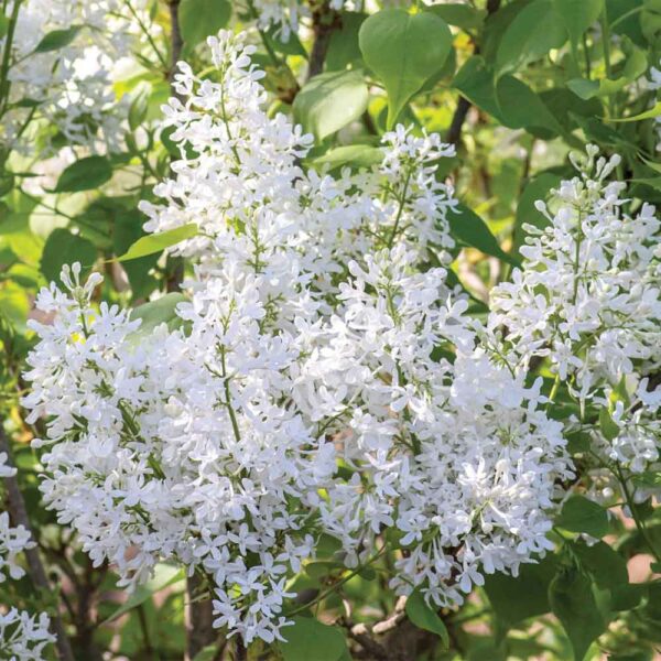 Syringa New Age White Lilac