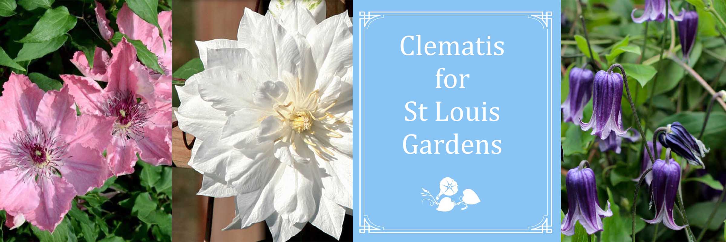 Clematis for St Louis Gardens