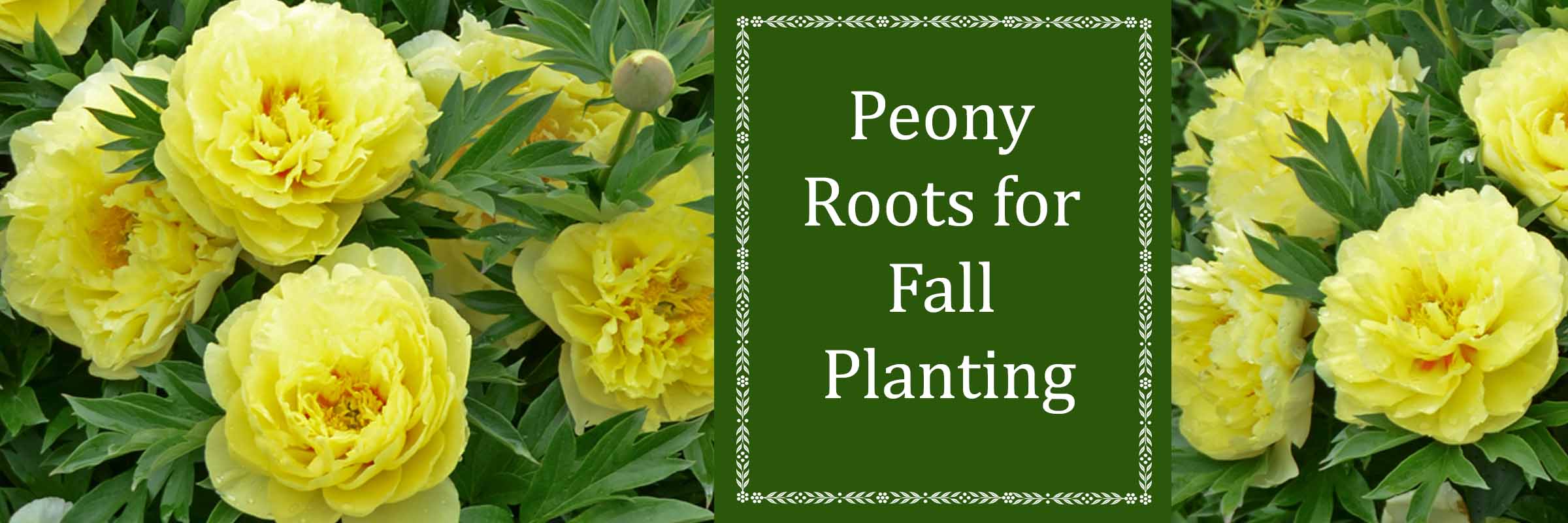 Peony roots for fall planting for sale