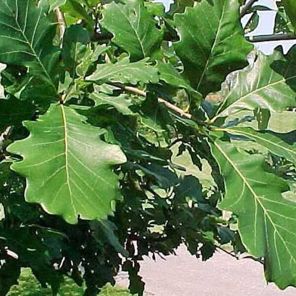 Quercus bicolor Swamp White Oak