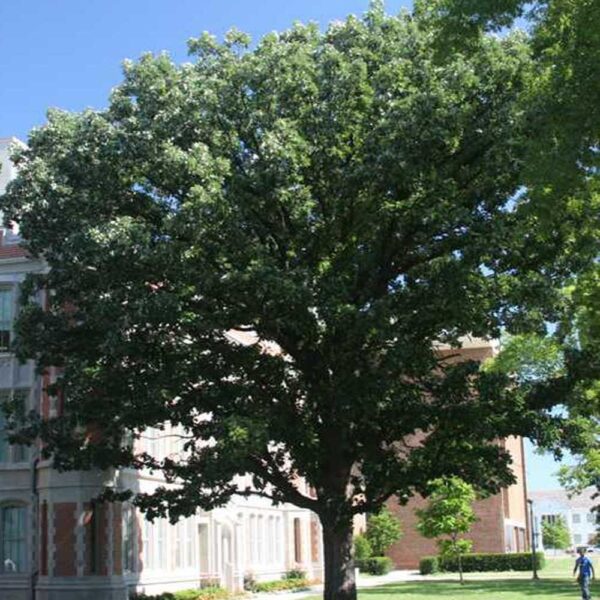 Quercus bicolor – Swamp White Oak Tree