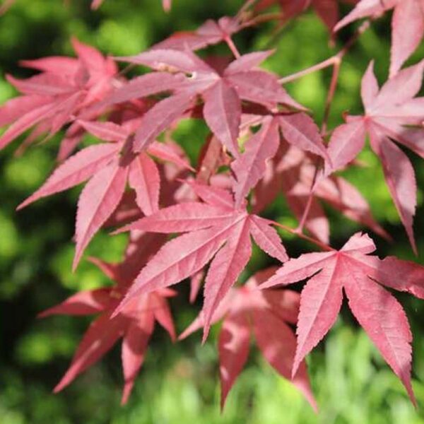 Acer Emperor 1 Japanese Maple