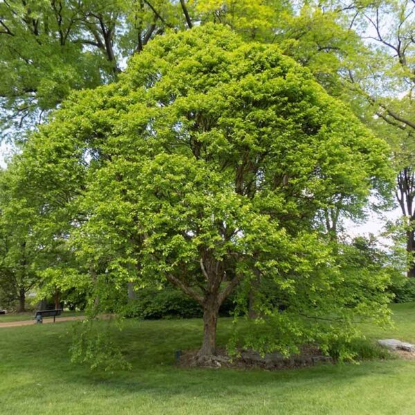 Betula – Fox Valley Dwarf River Birch – Little King Dwarf River Birch Tree