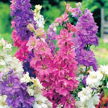 Rocket Larkspur Giant Imperial Mix in St Louis