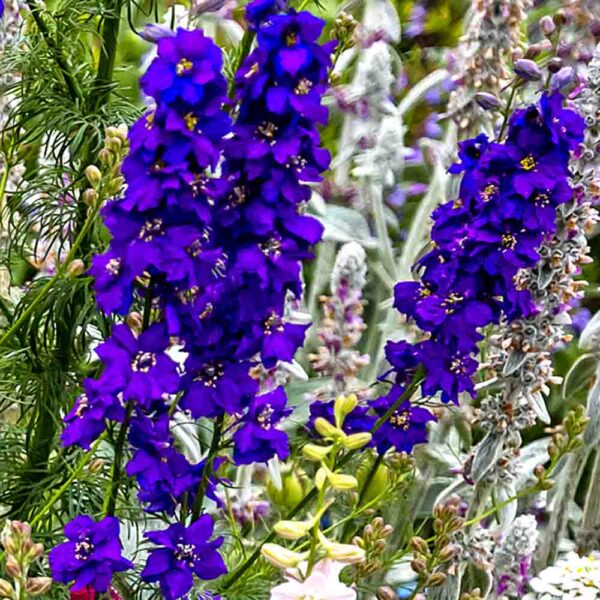 Rocket Larkspur Giant Imperial Mix in St Louis