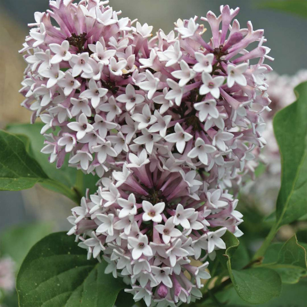 Syringa – Baby Kim Lilac