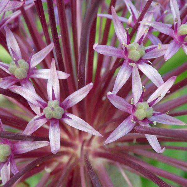 Allium schubertii Tumbleweed Onion