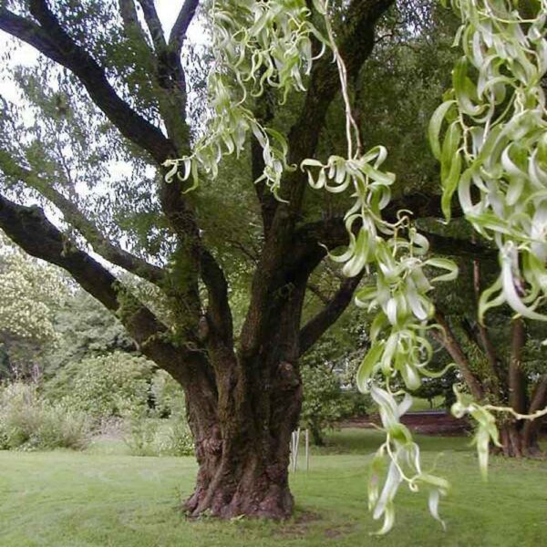 Corkscrew Willow Salix Tortusa 1