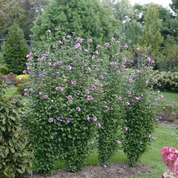All Plants A-Z - Sugar Creek Gardens
