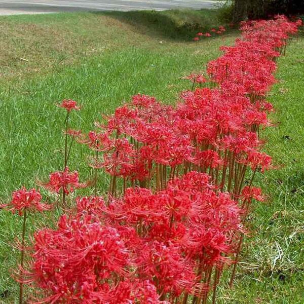 Lycoris radiata – Red Spider Lily