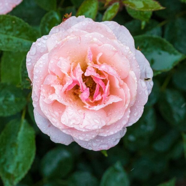 Rose Easy Elegance Calypso