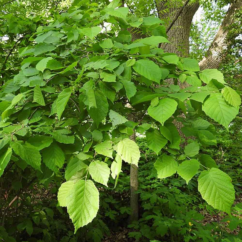 Where Do The Best Hazelnuts Come From