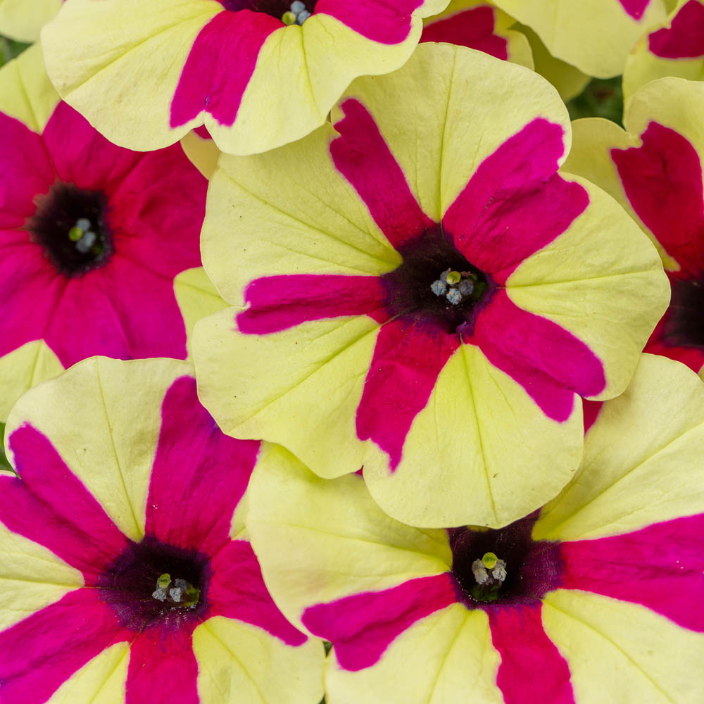 Petunia Finger Paint Sugar Creek Gardens petunia-finger-paint-sugar-creek-gardens