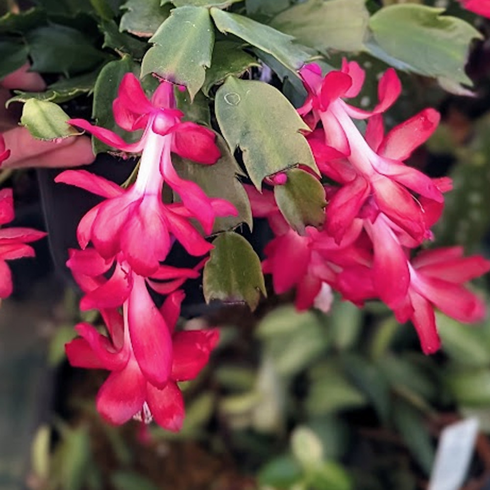 Christmas Cactus Coral Red
