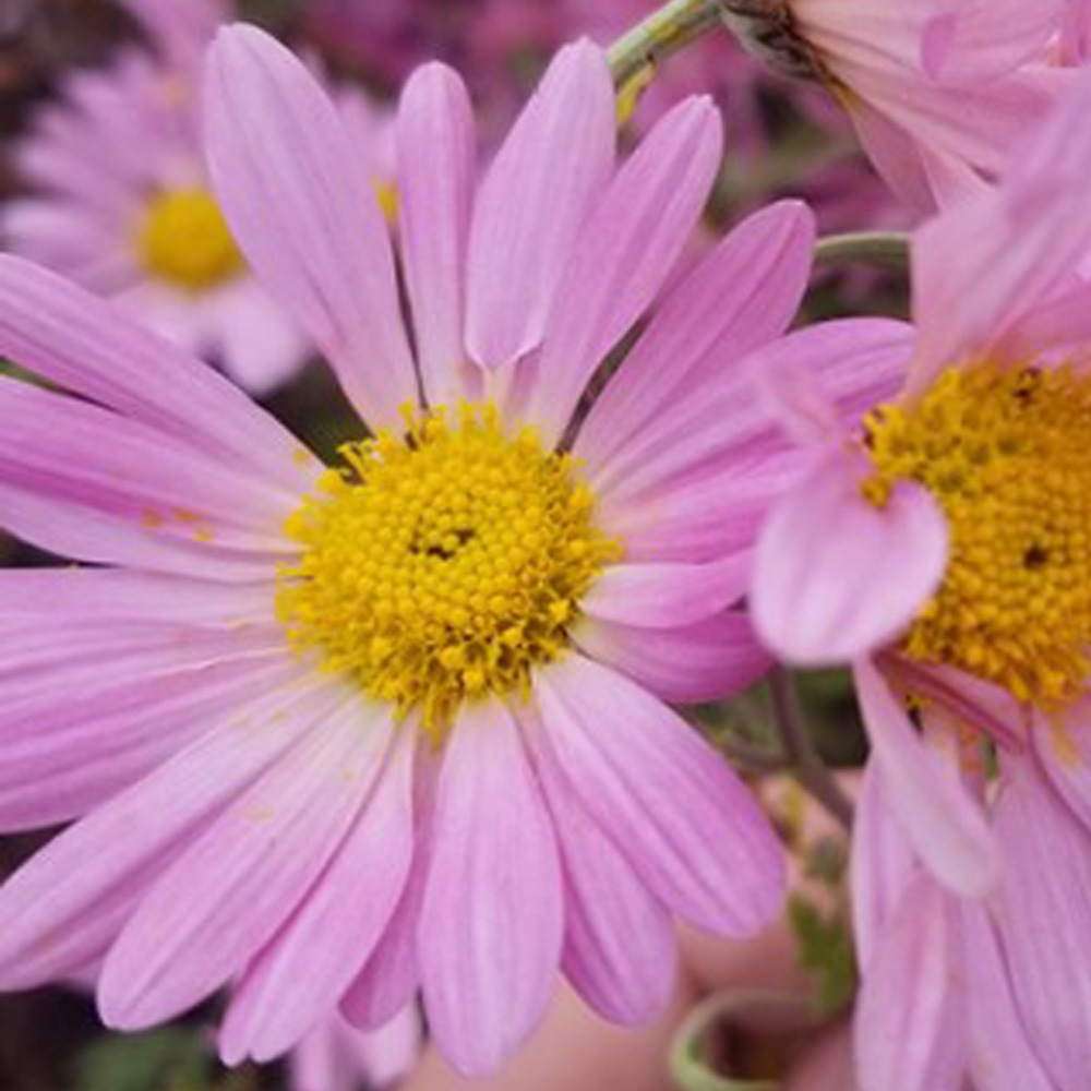 Naturale Biodegradabile Fiore Secco Petalo Matrimonio Coriandoli foresta  incantata blu Fiordaliso rosso rosa Rosa Lavanda rosmarino Fragrante :  : Casa e cucina