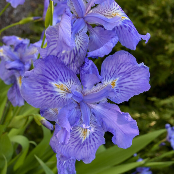 Iris Ming Treasure Ampliflora Iris