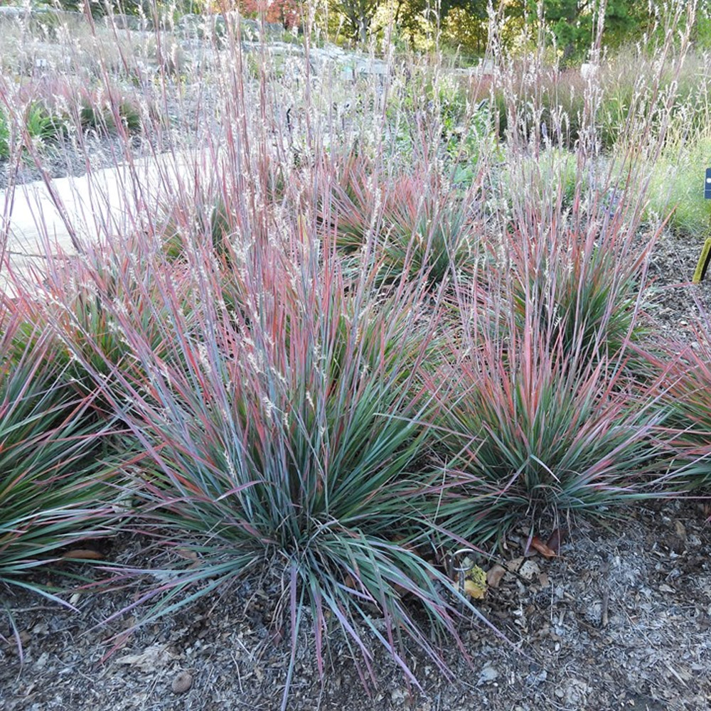 Schizachyrium Standing Ovation – Little Bluestem Grass