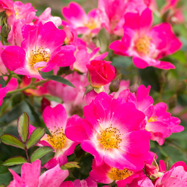 Rose Drift Pink Ground Cover Rose