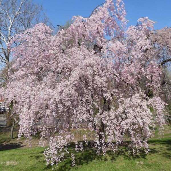 Prunus Pendula Rosea – Pink Weeping Cherry Tree