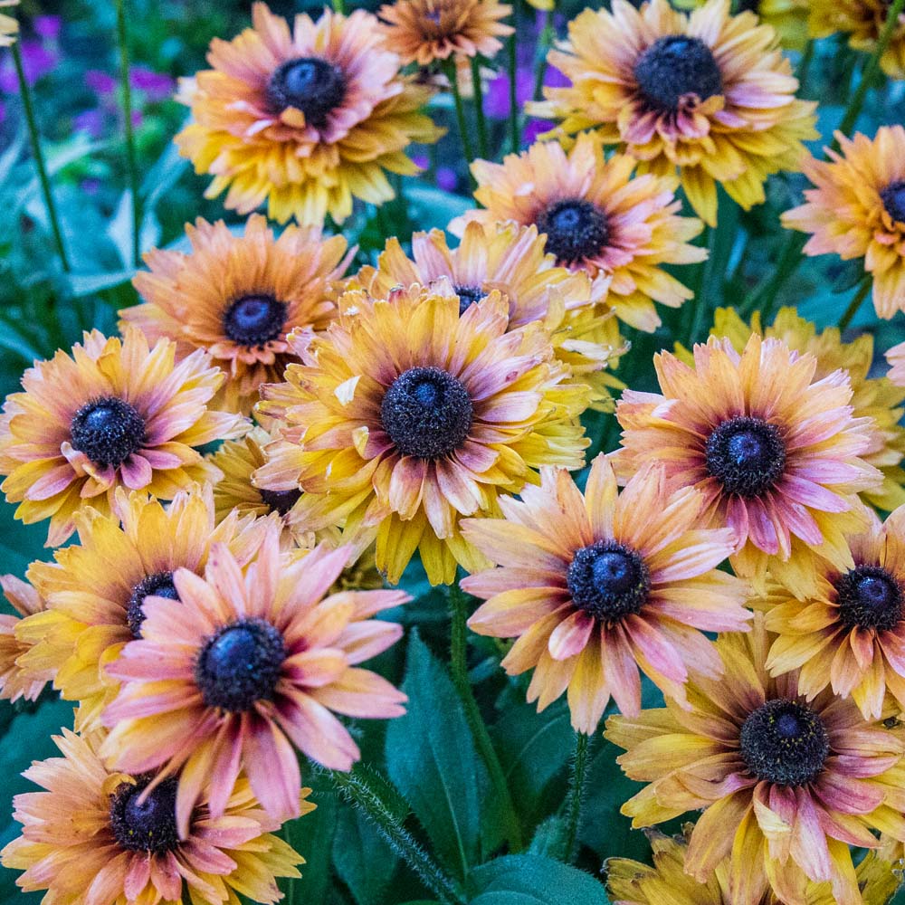 Best Annuals for St Louis Missouri Area Page 7 of 8 Sugar Creek Gardens