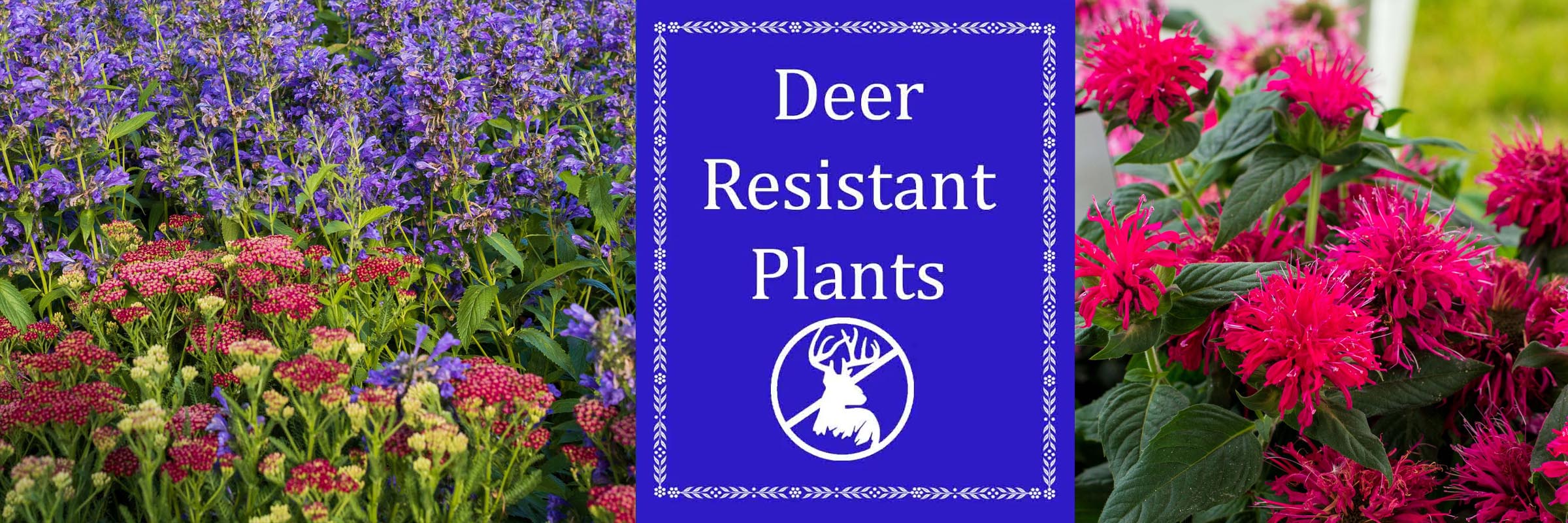 Deer Resistant Plants Sugar Creek Gardens