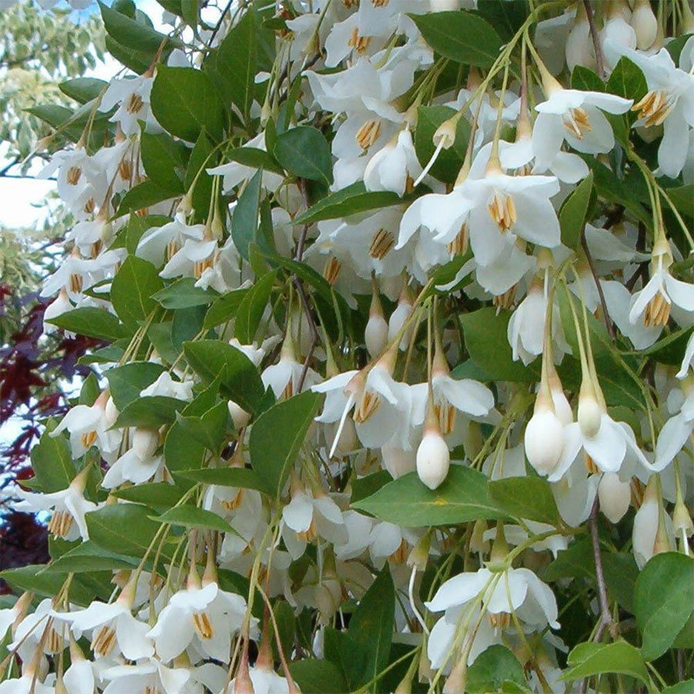 Silver bells, Evergreen, Ornamental, Fragrant