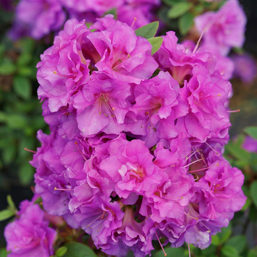 Azalea - Perfecto Mundo Double Purple Reblooming Azalea - Sugar