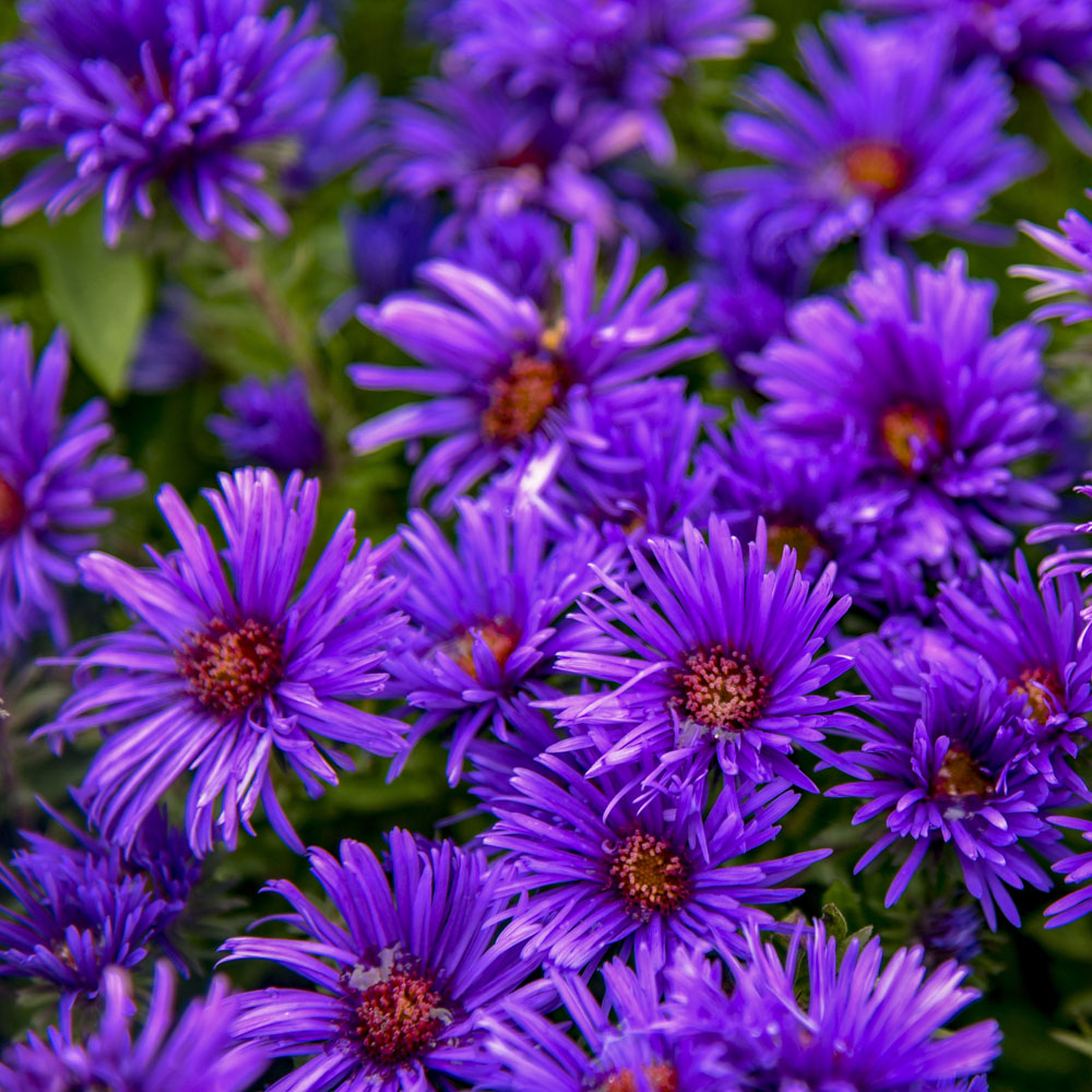 Aster Grape Crush Sugar Creek Gardens johnson-s-nursery-plant-local-garden-center-near-me-menomonee-falls