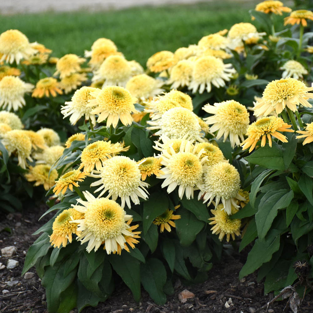 Echinacea – Butter Pecan Coneflower