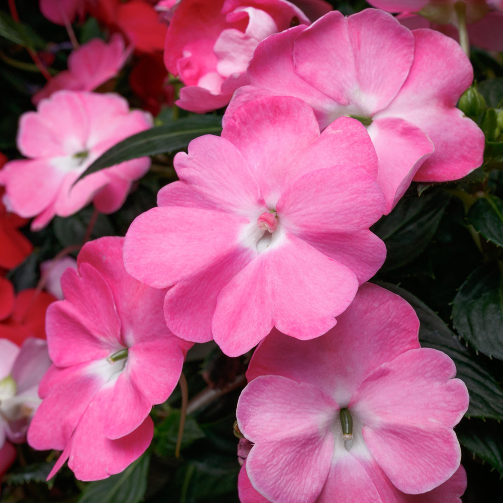 Sunpatiens Vigorous Pretty Pink - Sugar Creek Gardens