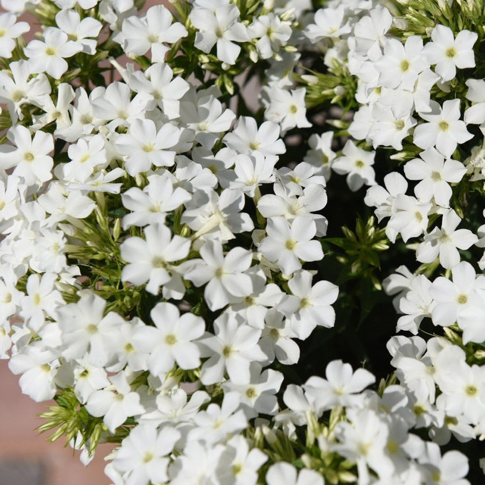 Phlox paniculata – Early White Garden Phlox