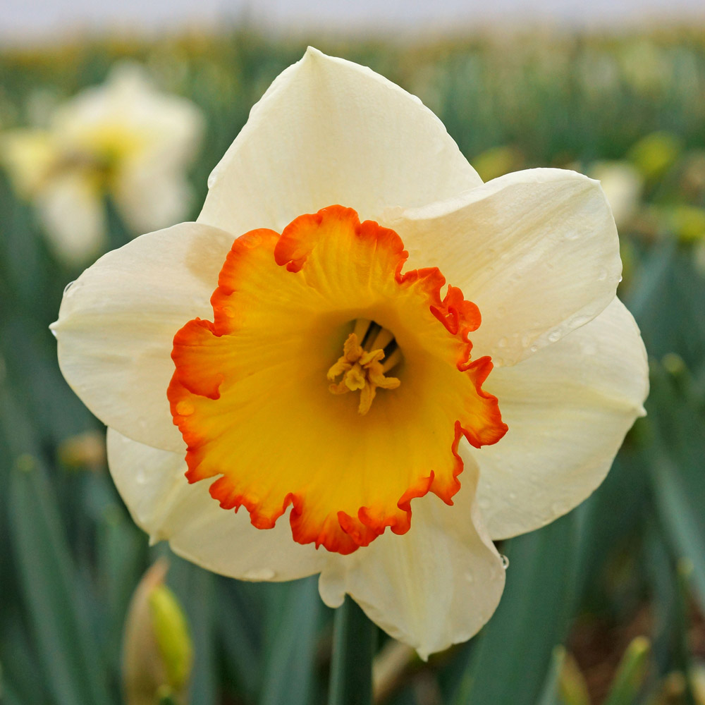 daffodil-hawaiian-skies-sugar-creek-gardens