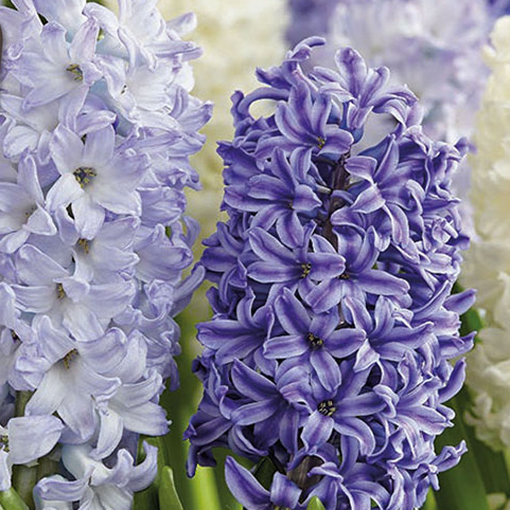 Hyacinth Dutch Vintage The Sky Is Blue
