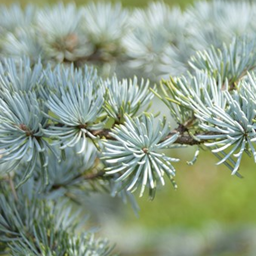 Majestic Sentinel: The Horstmann Blue Atlas Cedar