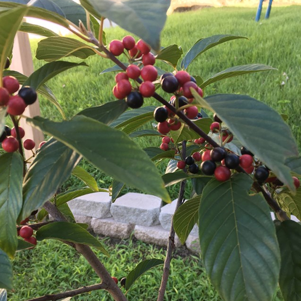 What's that string of bright red, waxy berries in the hedge