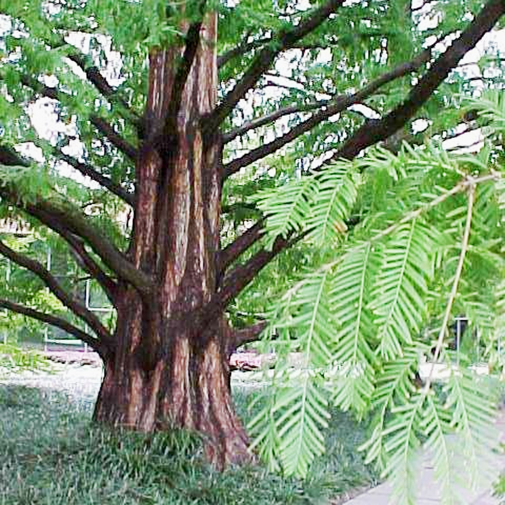 Metasequoia Glyptostroboides Dawn Redwood Sugar Creek Gardens 