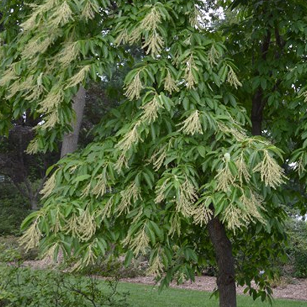 Oxydendron arboreum – Sourwood