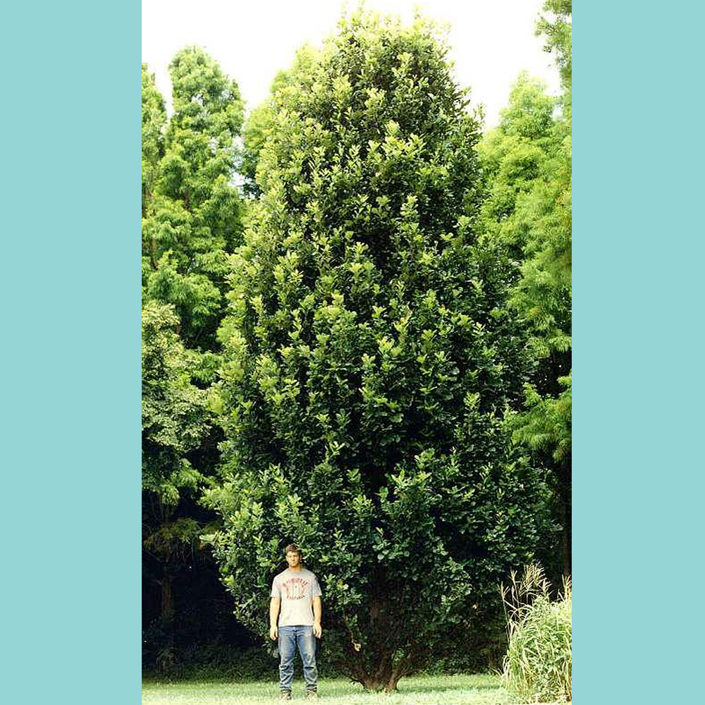 Quercus - Regal Prince Narrow Oak - Sugar Creek Gardens