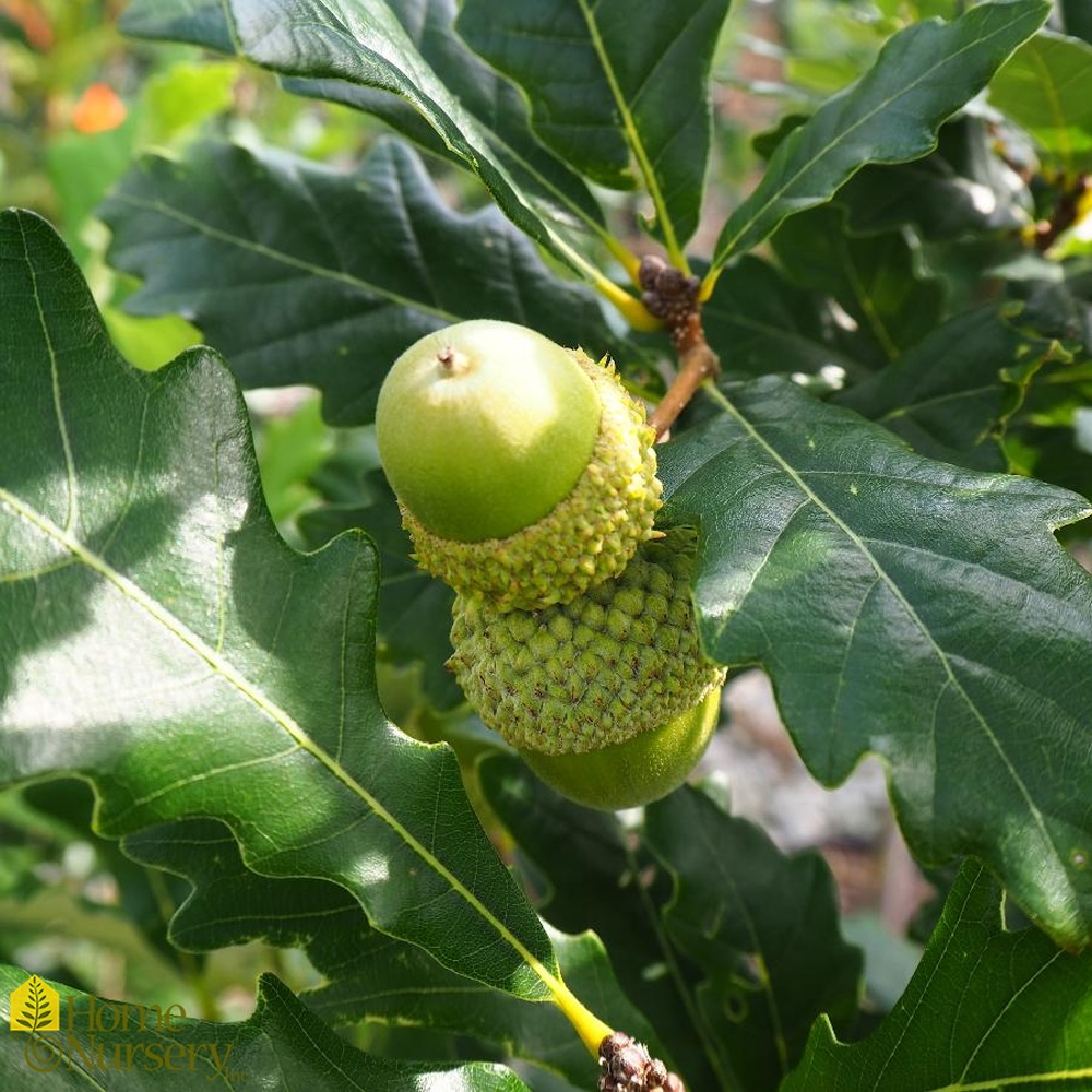 Quercus – Regal Prince Narrow Oak
