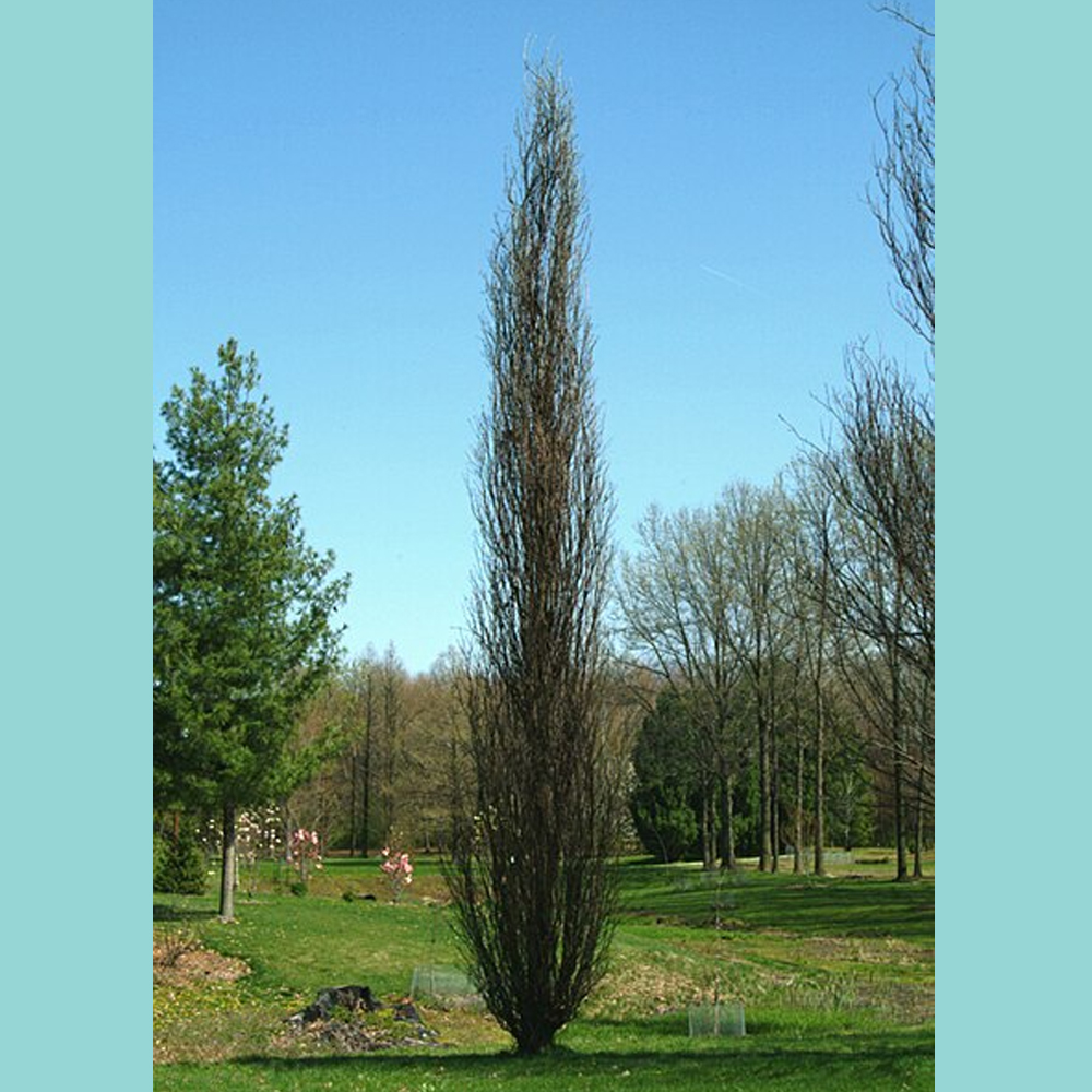 Quercus – Kindred Spirit Columnar Oak Tree
