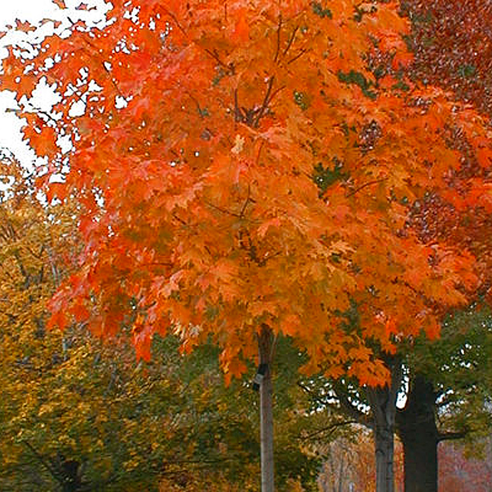 Acer saccharum – Fall Fiesta Sugar Maple