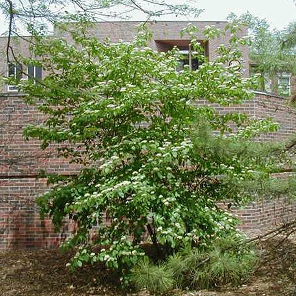 Cornus alternifolia Pagoda Dogwood