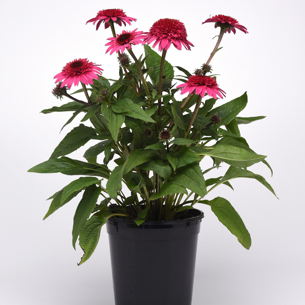 Echinacea – Double Scoop Watermelon Deluxe Coneflower