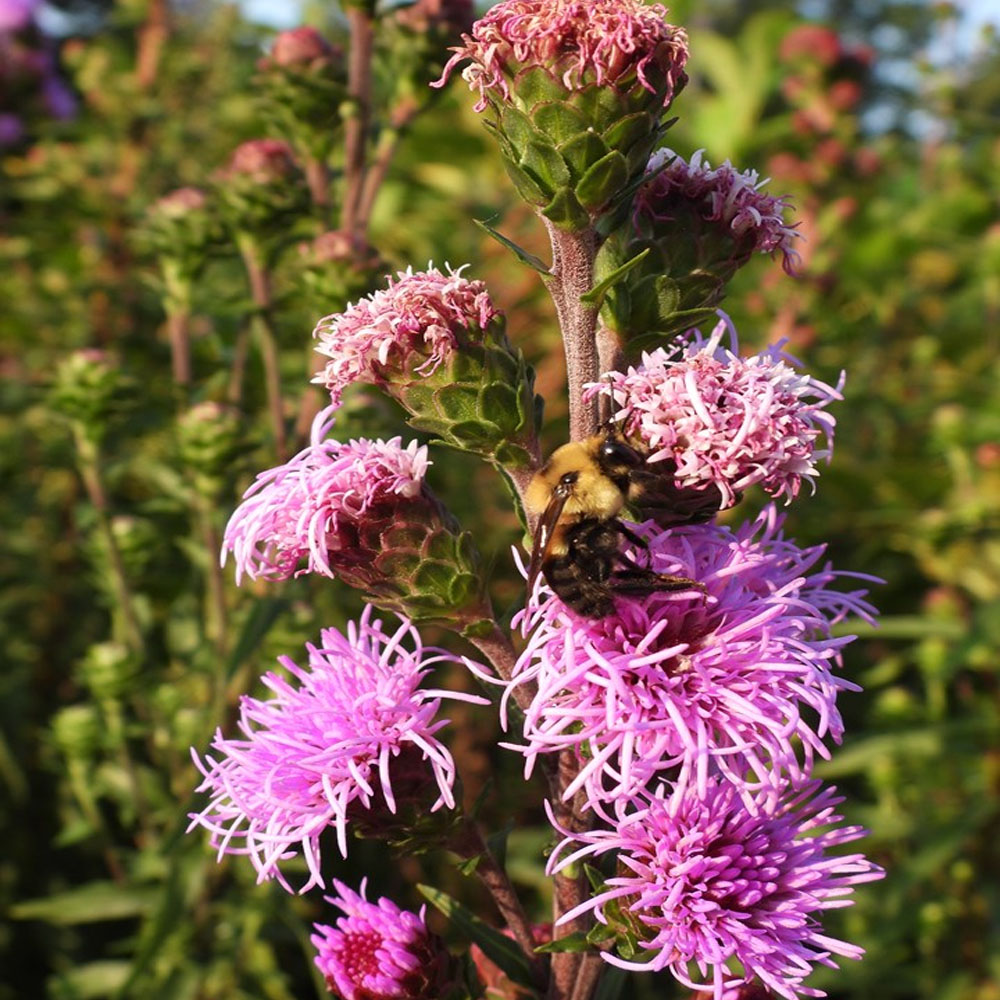 Liatris scariosa - Blazing Star - Sugar Creek Gardens