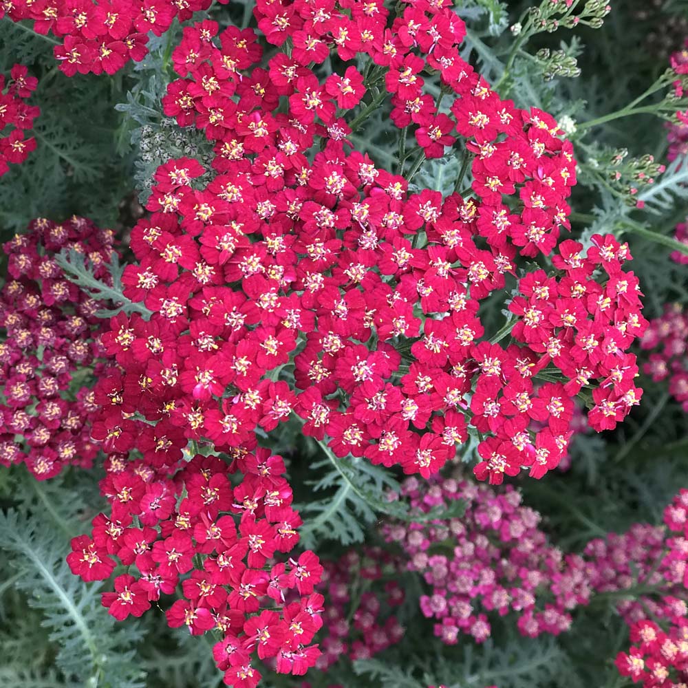 Achillea – New Vintage Red Yarrow